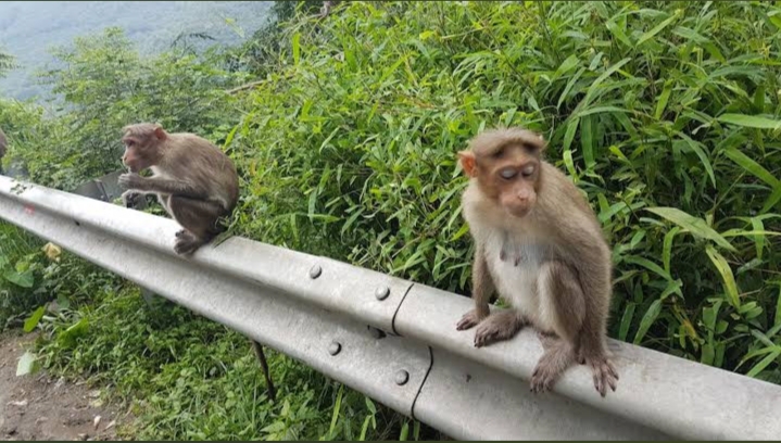 New Amarambalam Reserved Forest