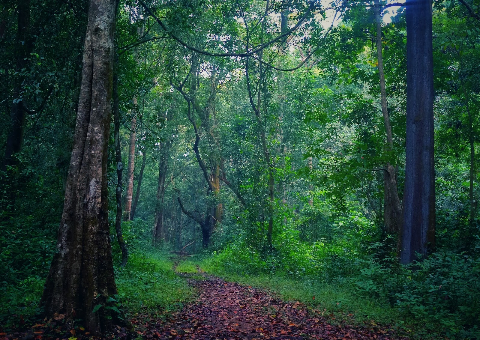 New Amarambalam Reserved Forest