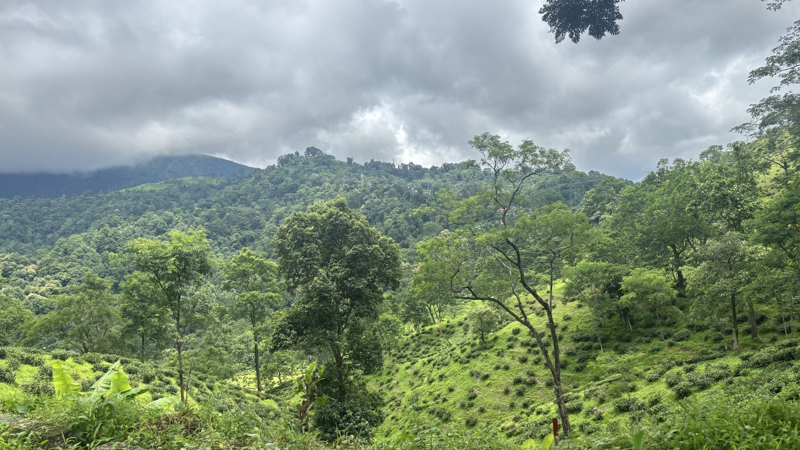 Mahananda Wildlife Sanctuary