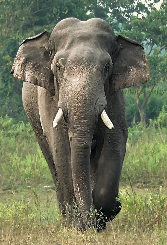 Mahananda Wildlife Sanctuary