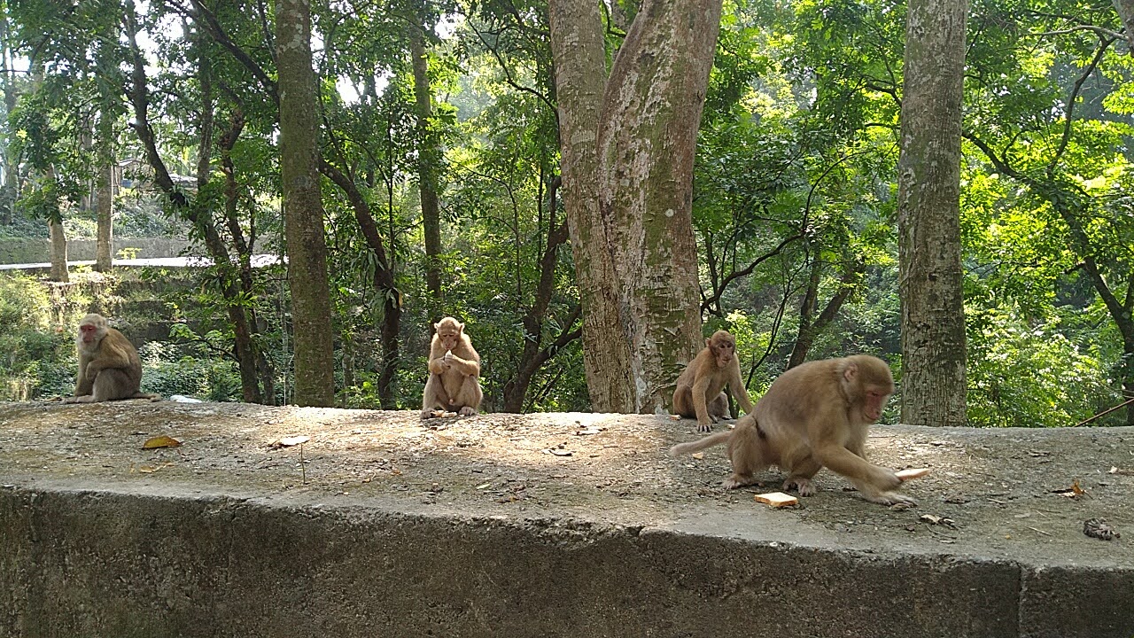 Mahananda Wildlife Sanctuary