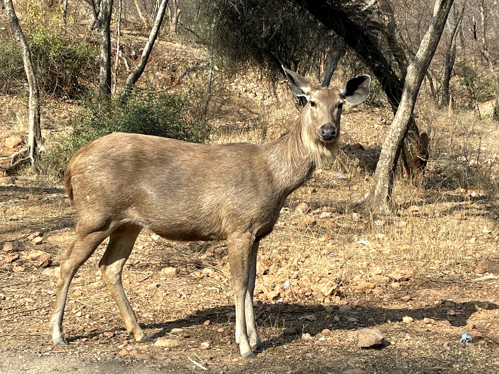 Sariska Tiger Reserve