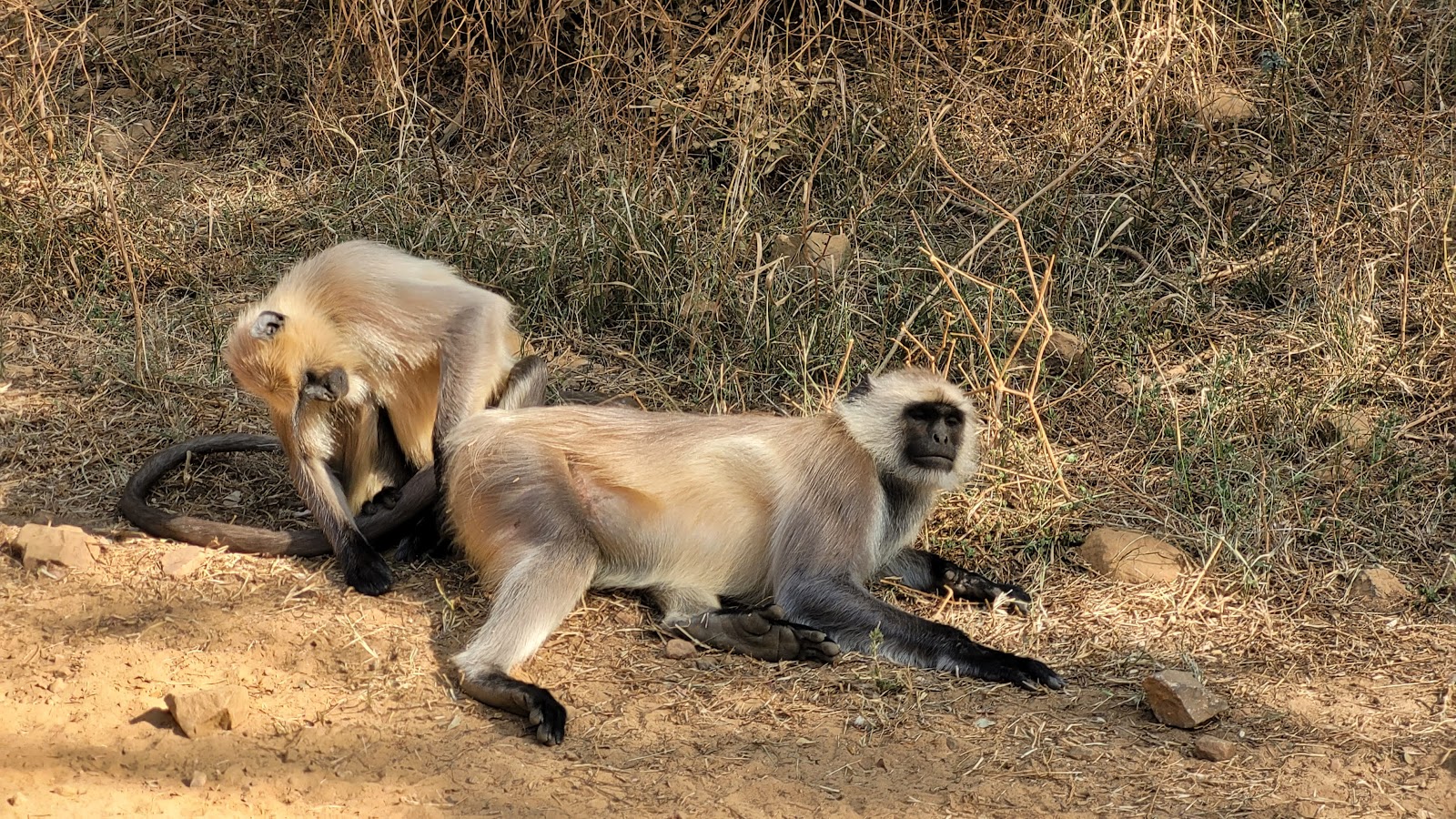 Sariska Tiger Reserve