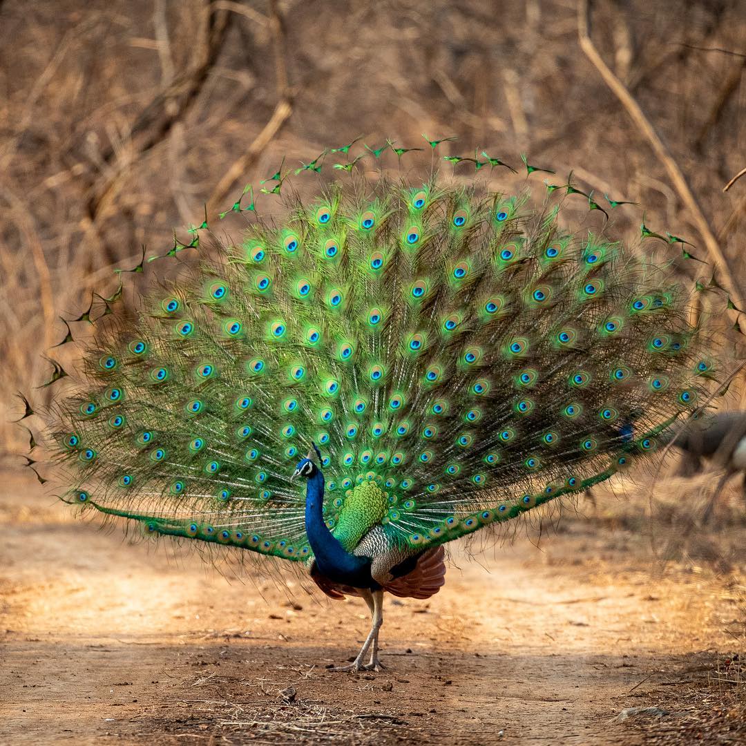 Sariska National Park