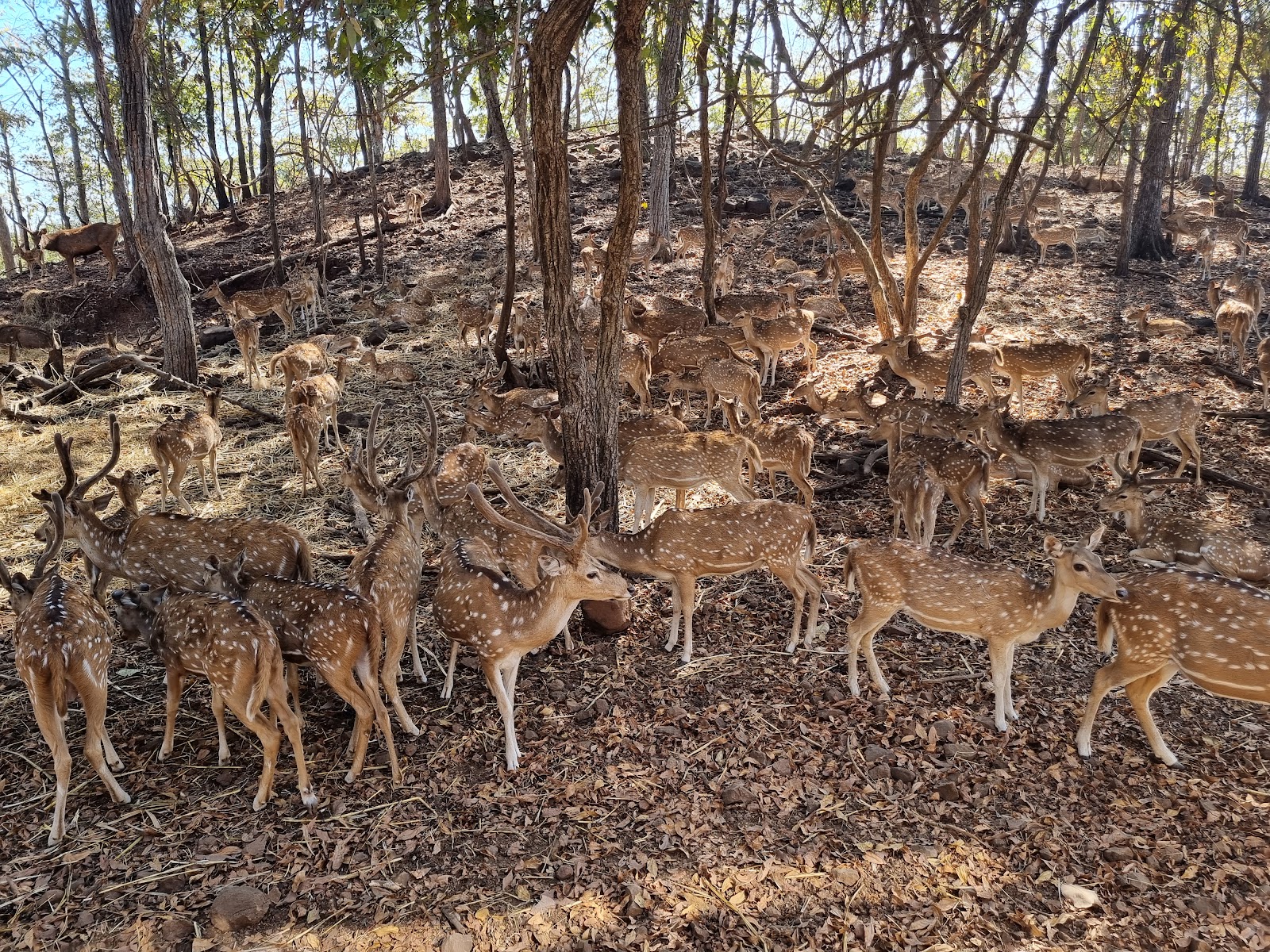 Satmalia Deer Park