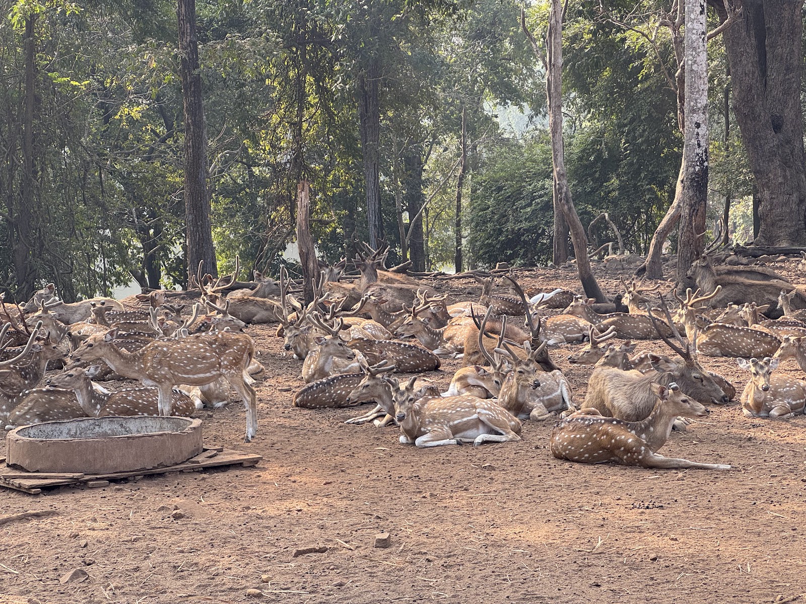 Silvassa Deer Park