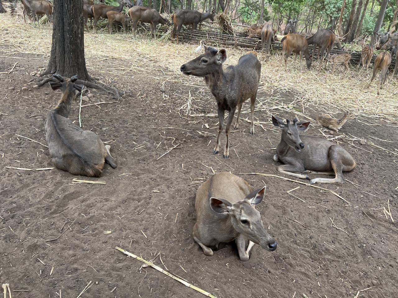 Silvassa Deer Park