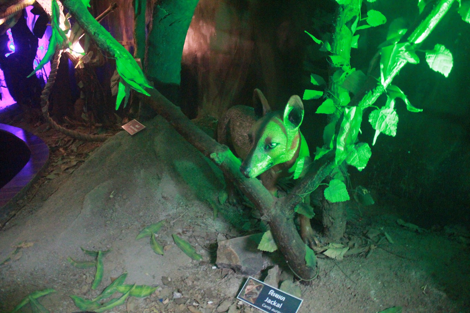 Tribal Cultural Museum