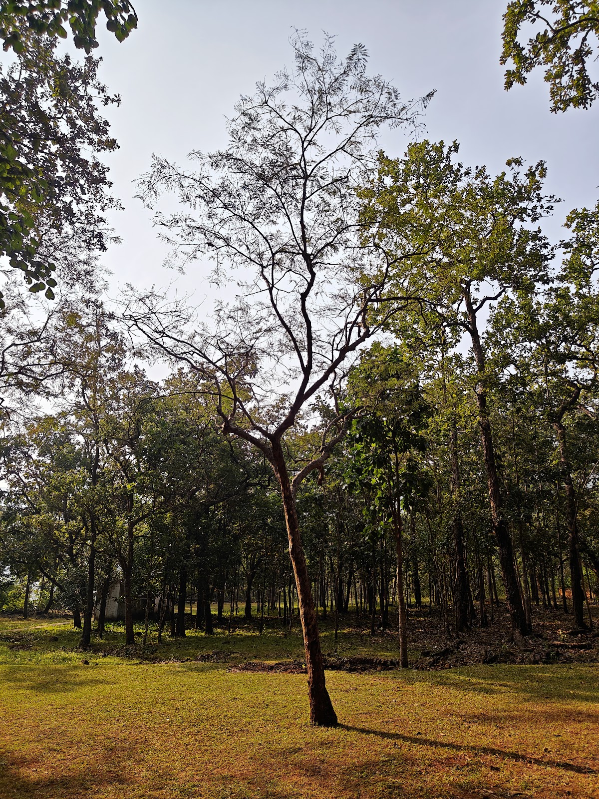 Barehipani Waterfall