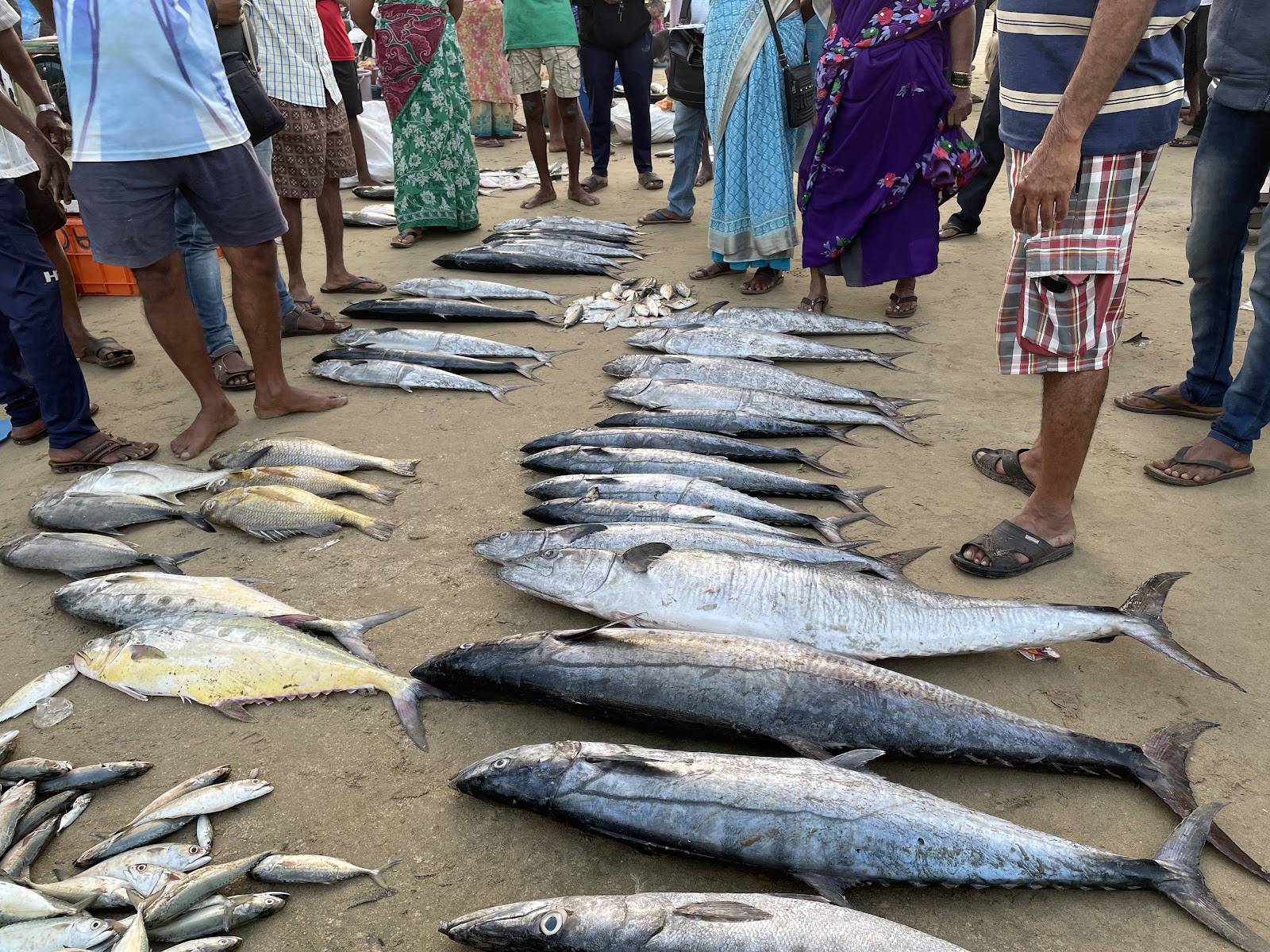 Local Fish Market Malvan