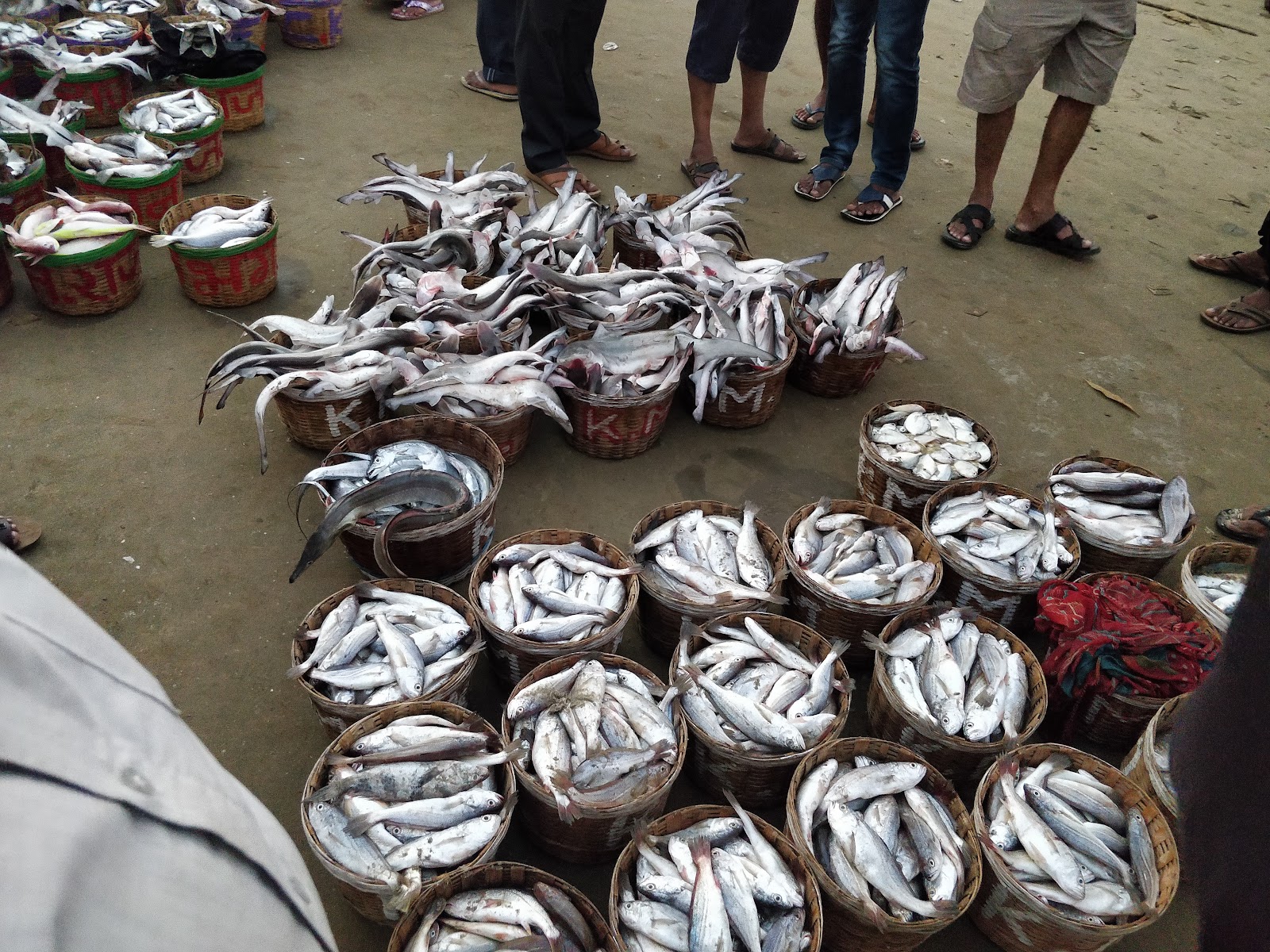 Local Fish Market Malvan