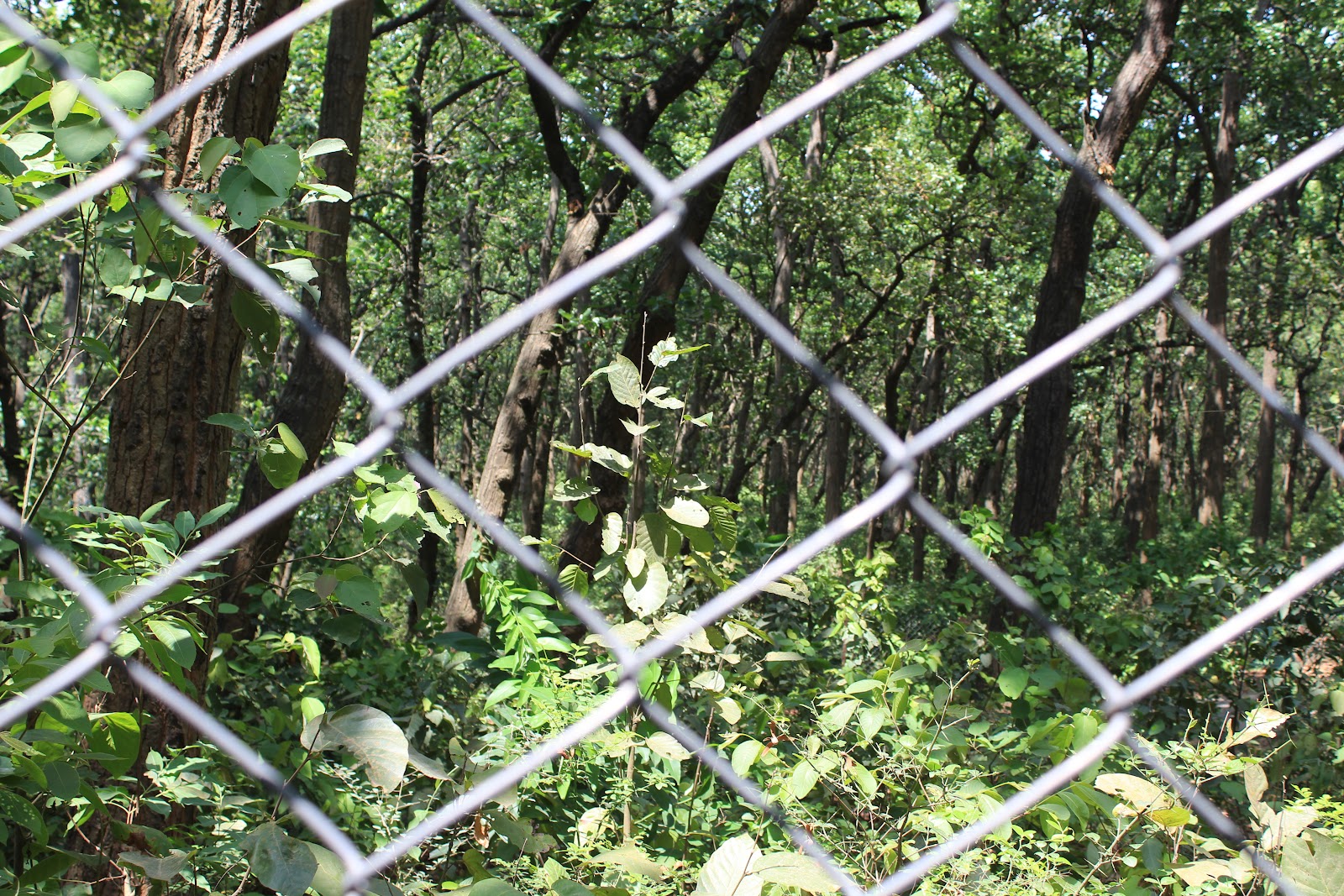 Kalesar National Park