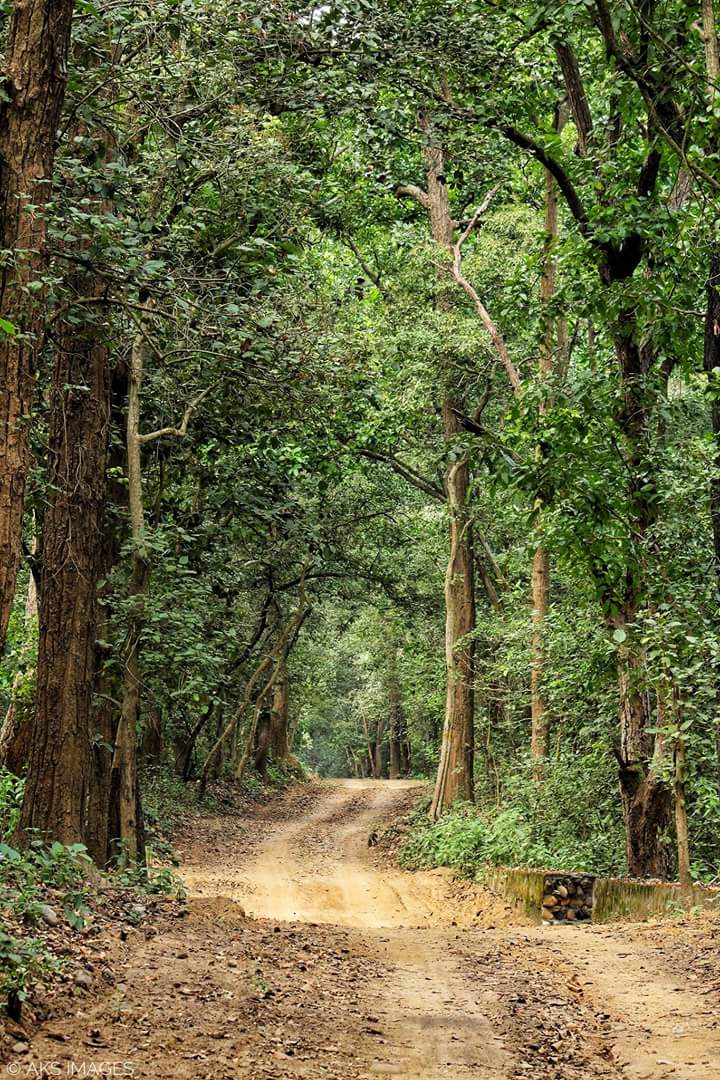 Kalesar National Park
