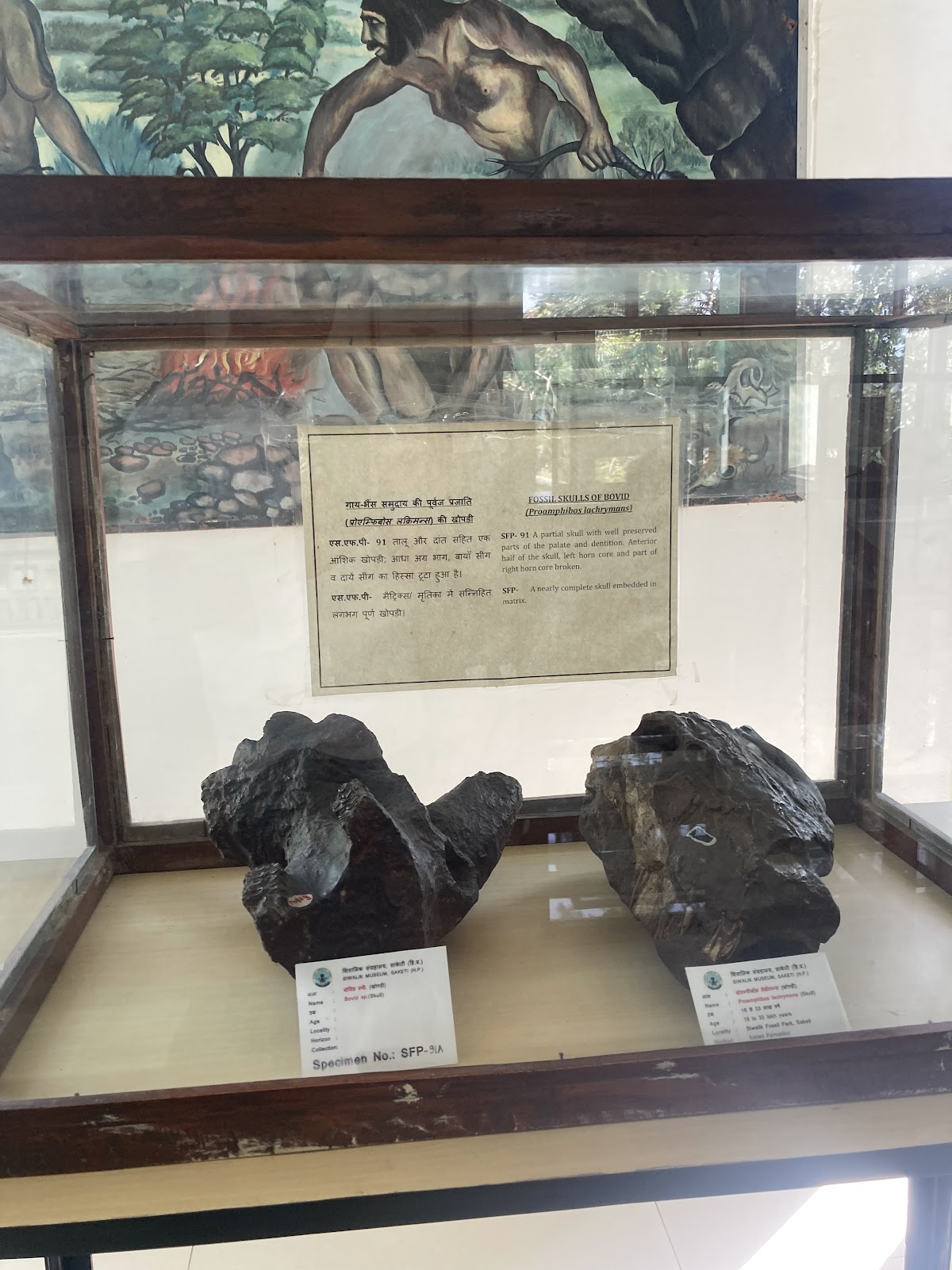 Shivalik Fossil Park