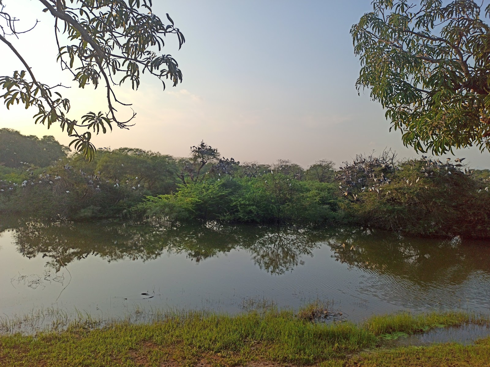 Vettangudi Bird Sanctuary