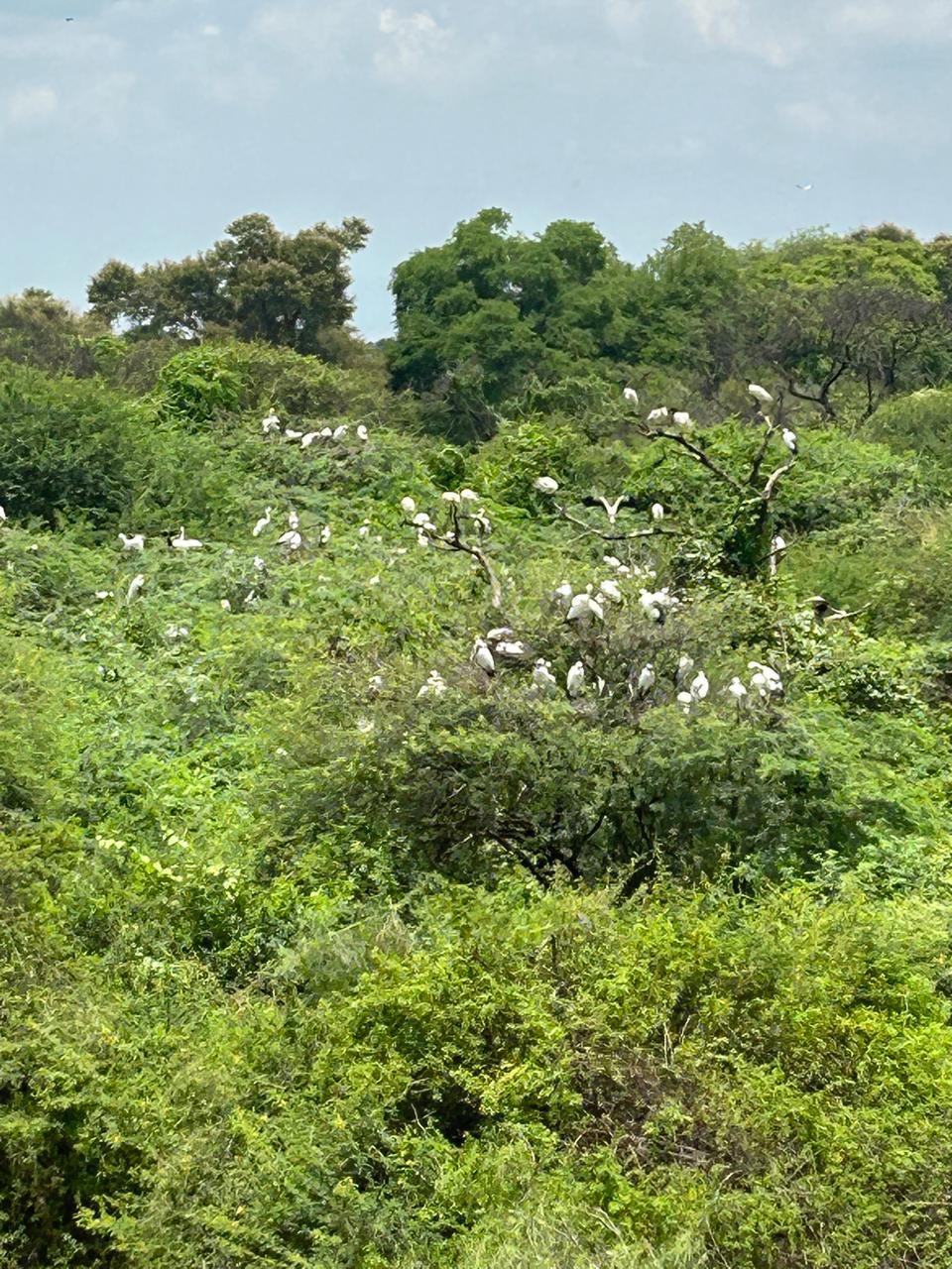 Vettangudi Bird Sanctuary