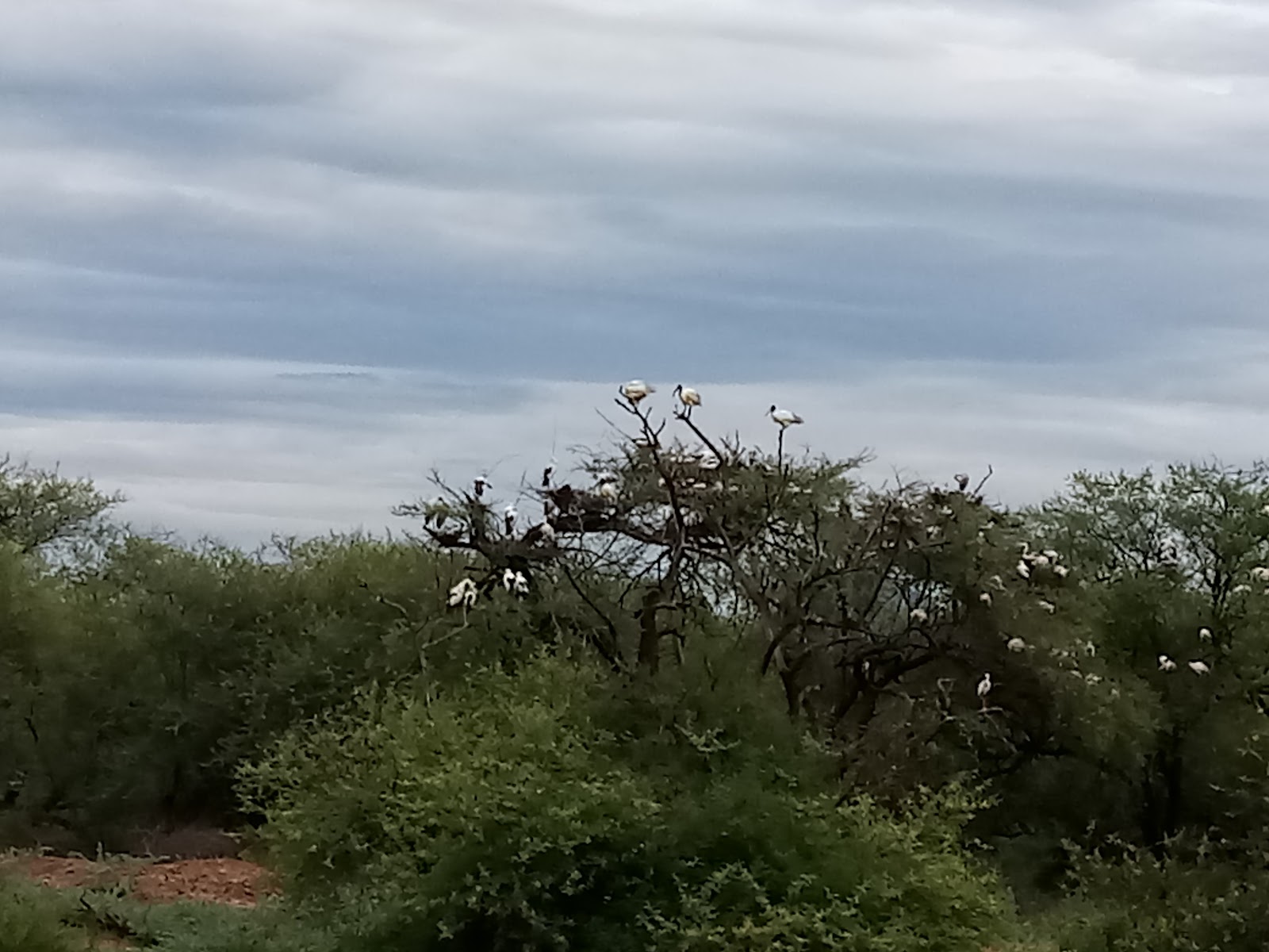 Vettangudi Bird Sanctuary