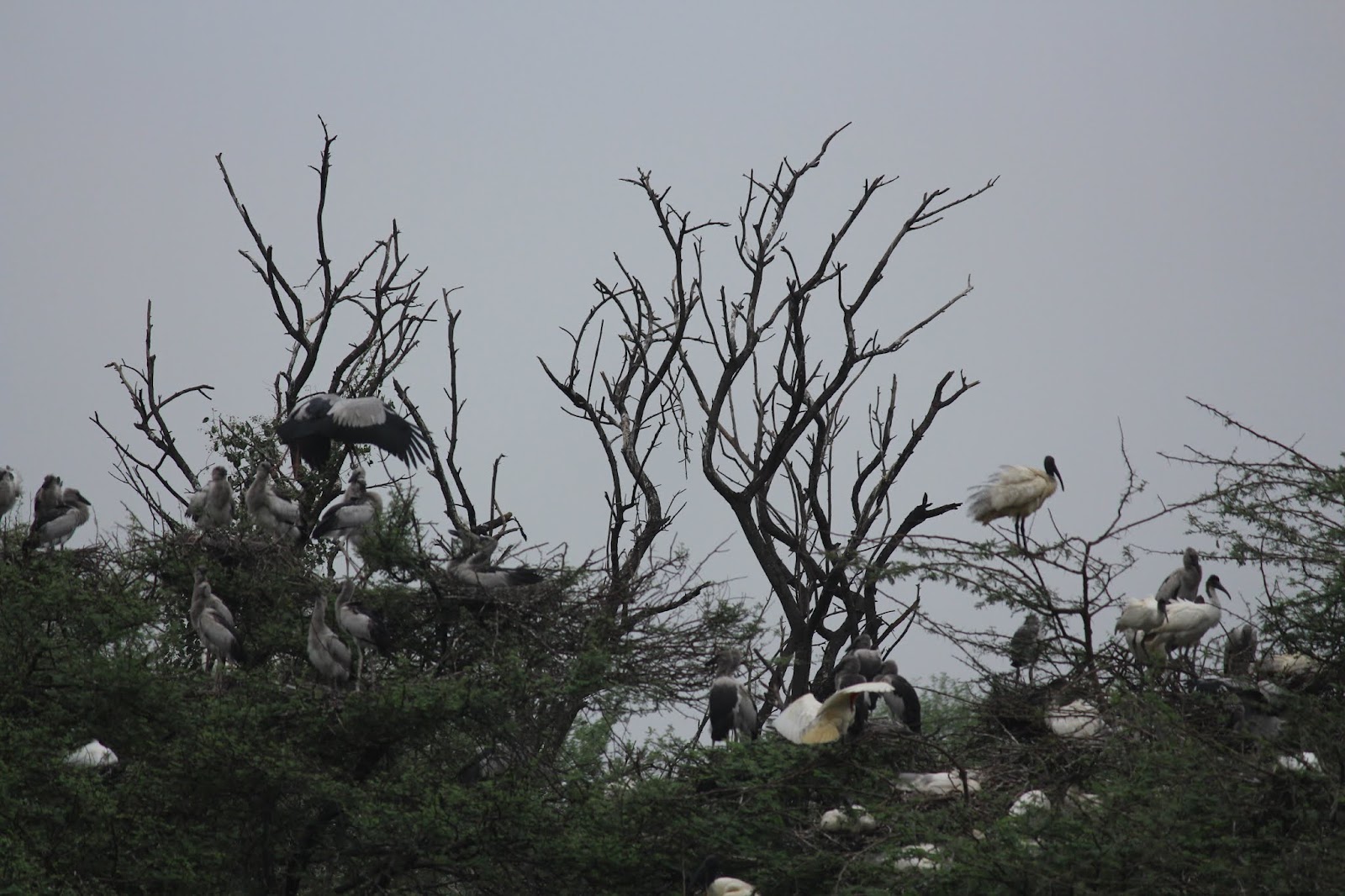 Vettangudi Bird Sanctuary