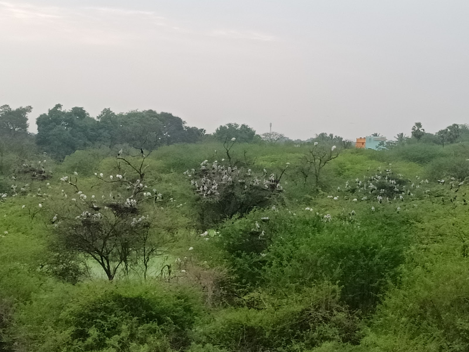 Vettangudi Bird Sanctuary
