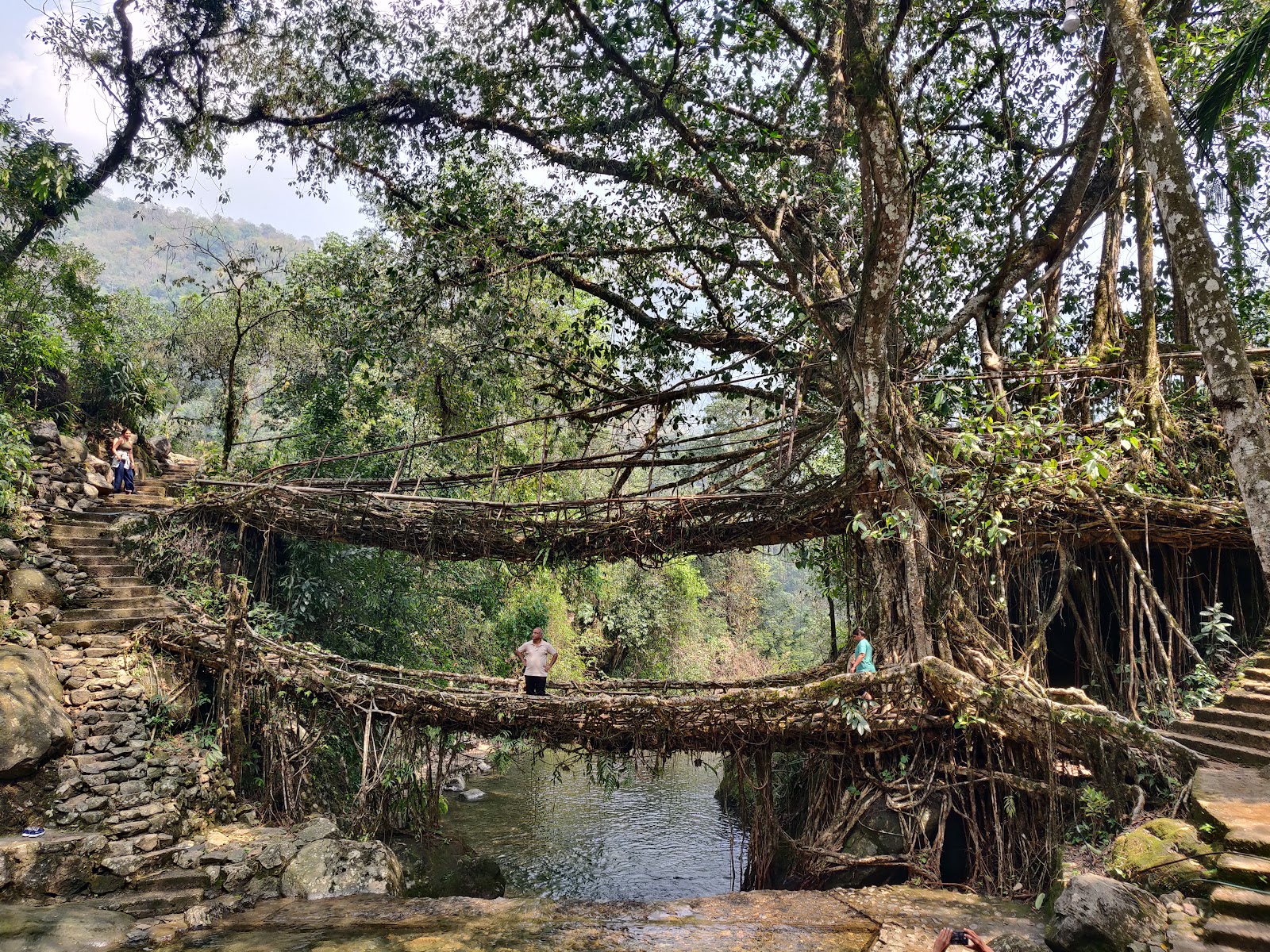 Living Root Bridges