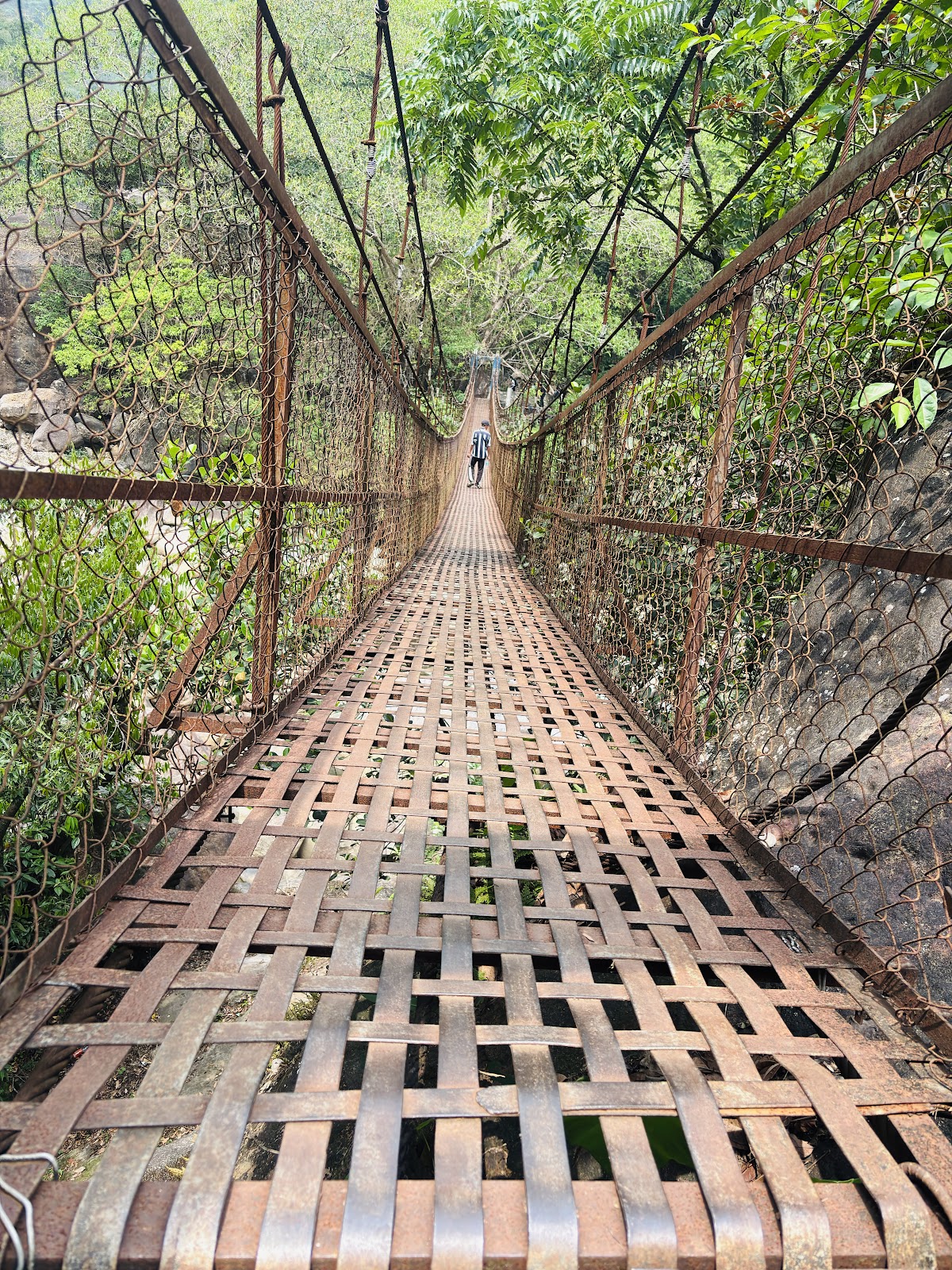 Living Root Bridges