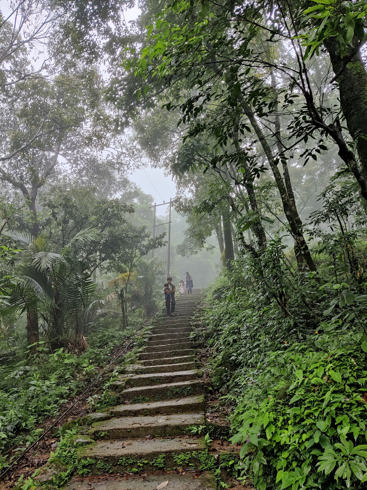 Living Root Bridges