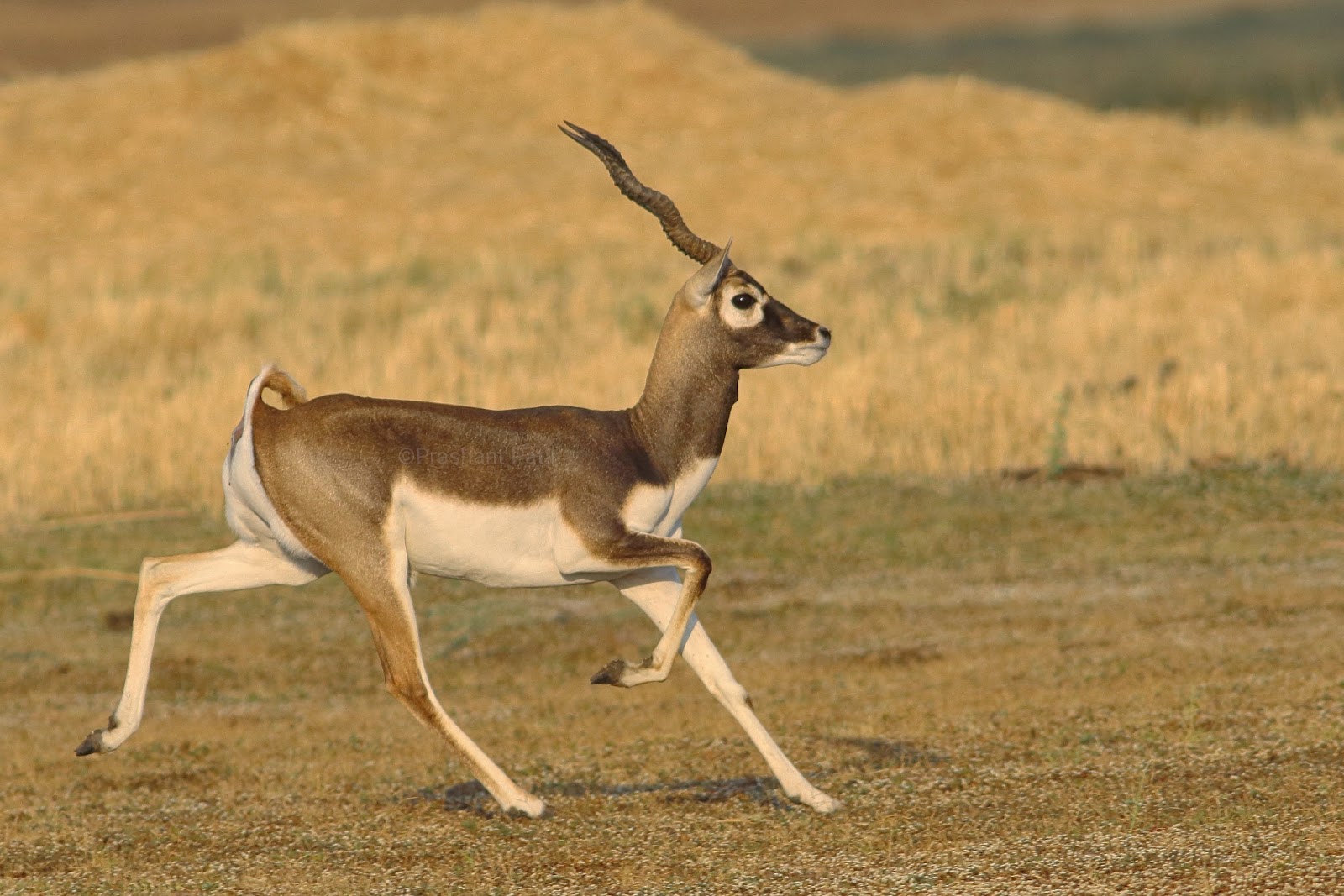 Nannaj Great Indian Bustard Sanctuary