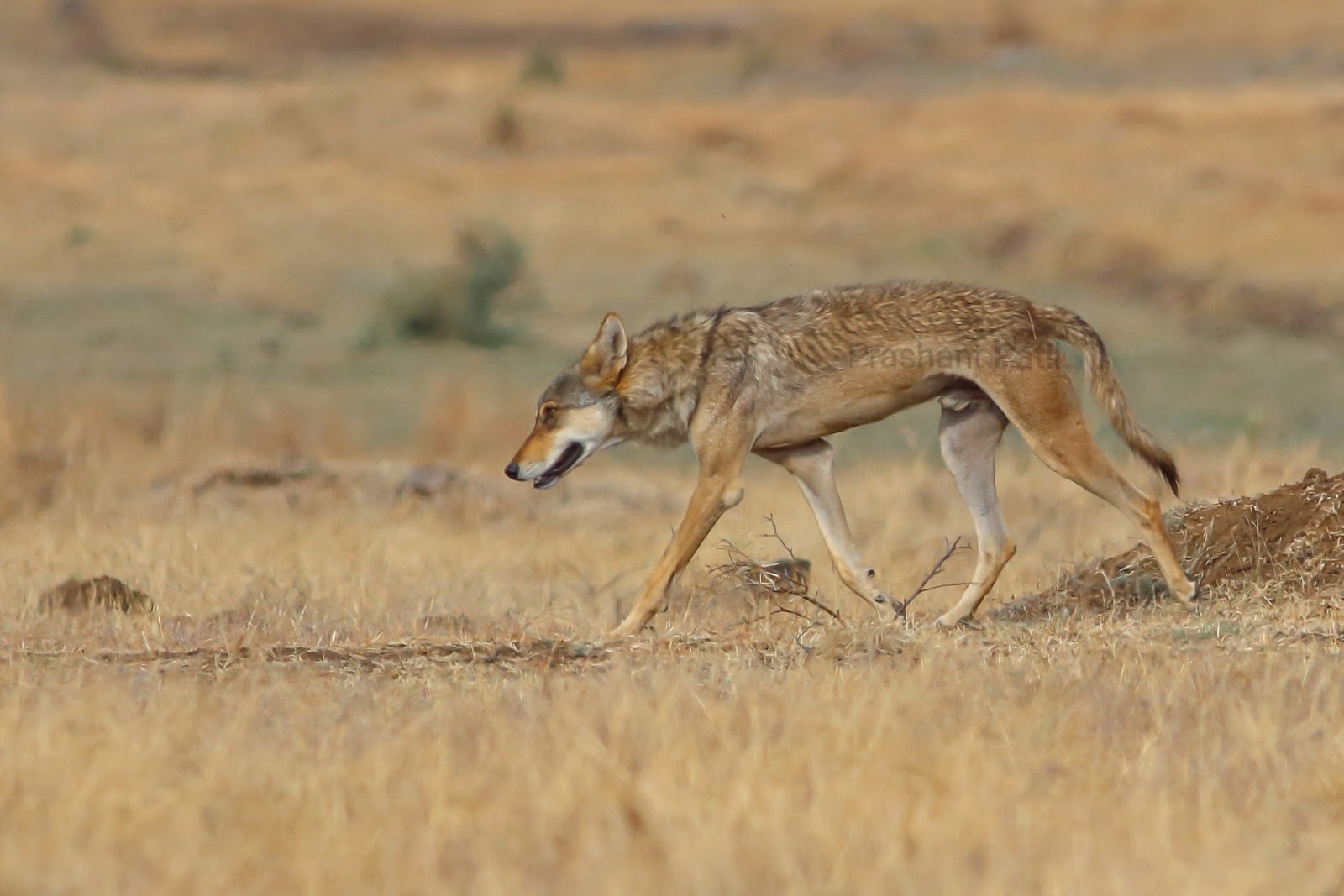 Nannaj Great Indian Bustard Sanctuary
