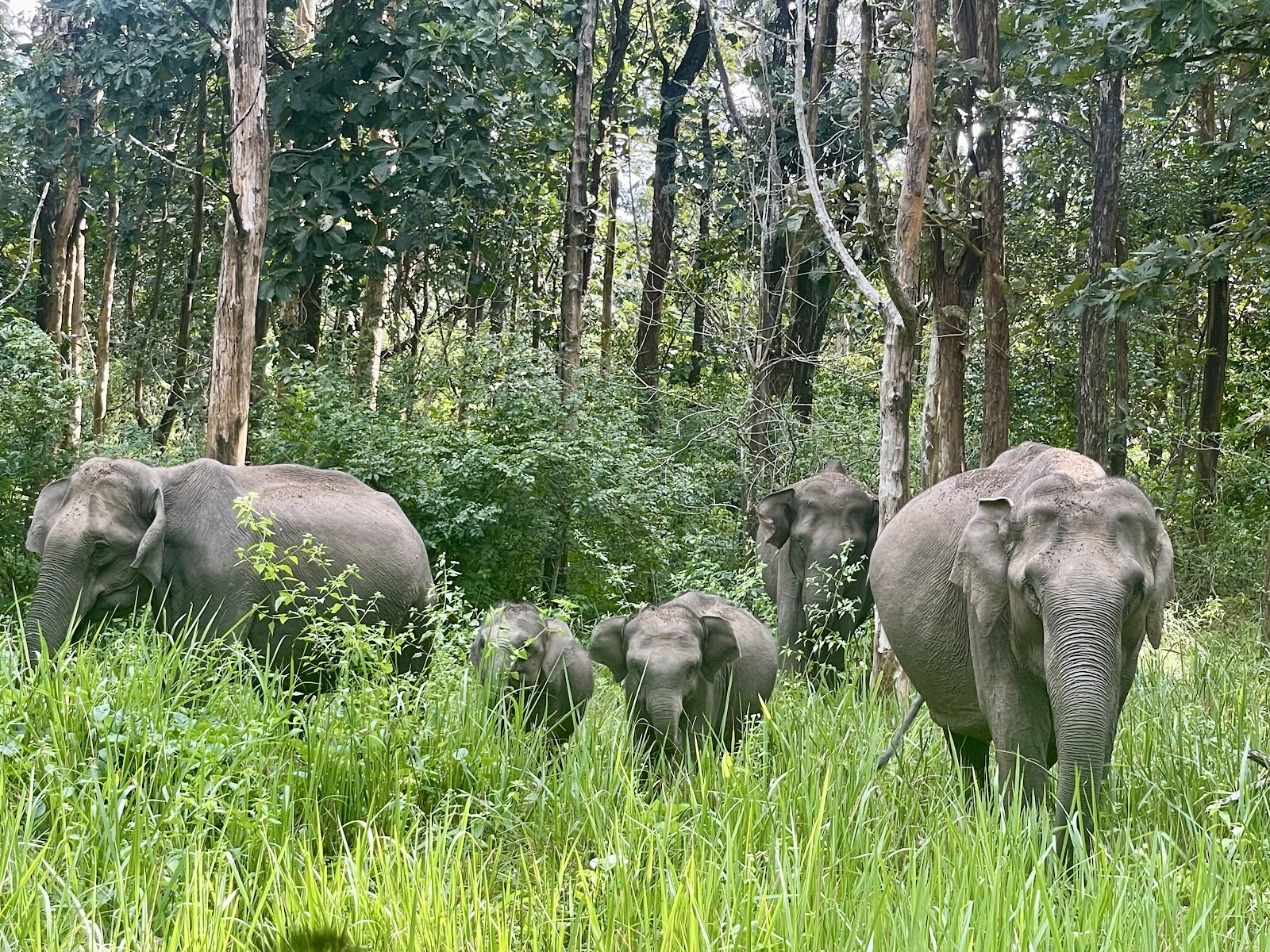 Nagarhole National Park