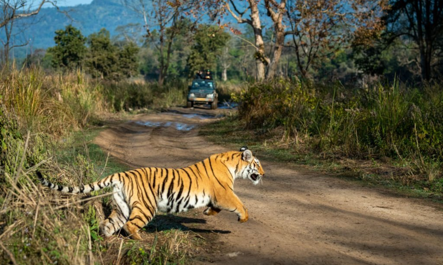 Sariska Tiger Reserve