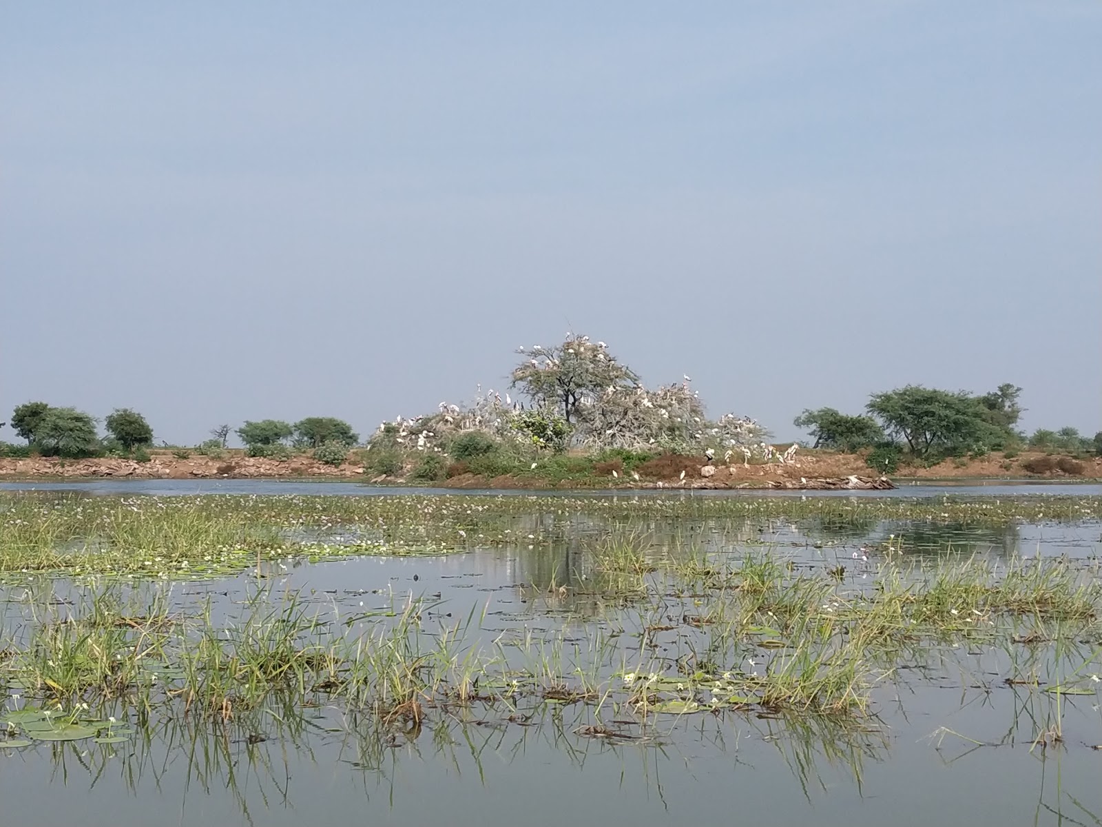 Wildlife Observation Tower