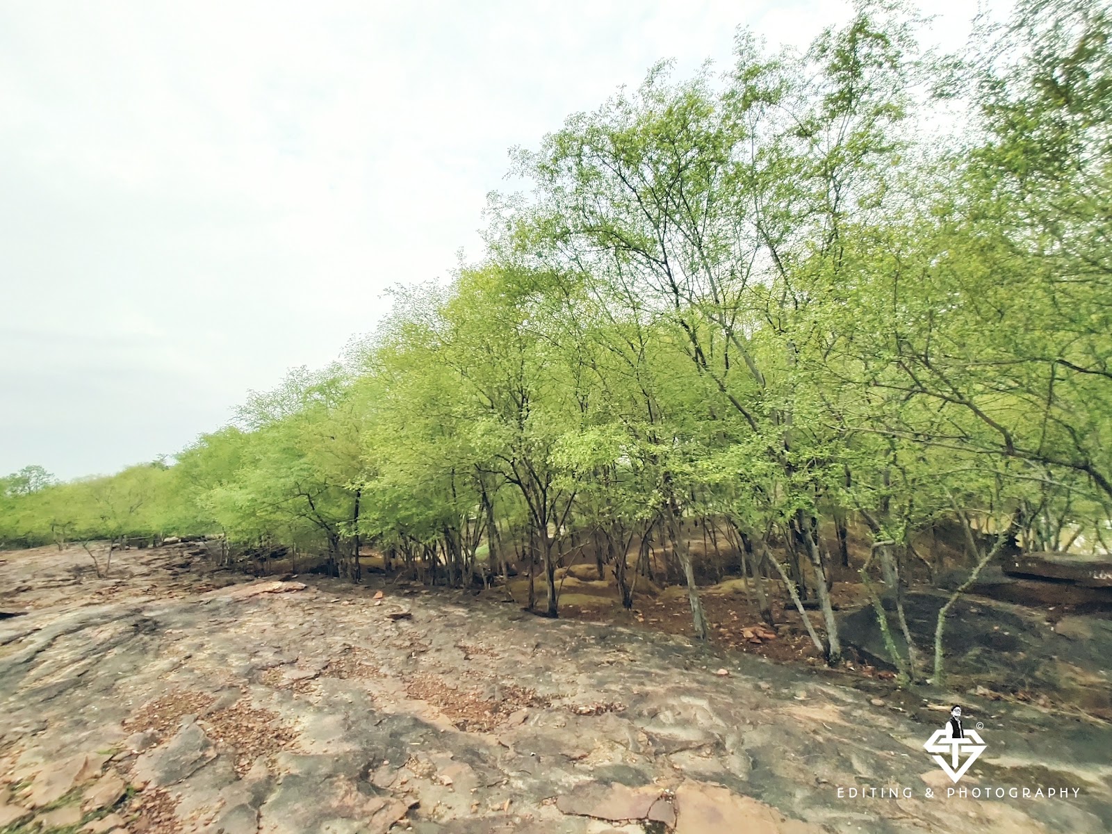 Wildlife Observation Tower