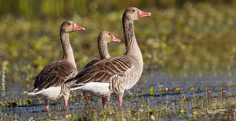 Wildlife Photography Workshop