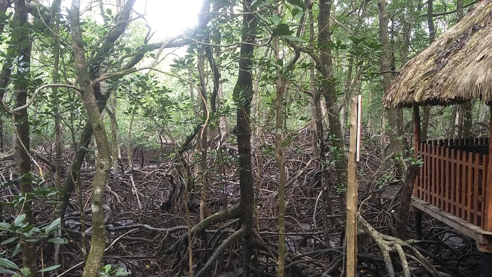 Baratang Island Limestone Caves