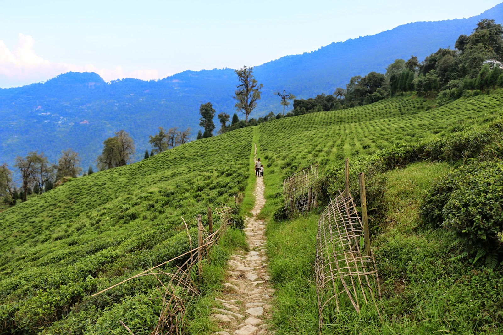 Temi Tea Garden