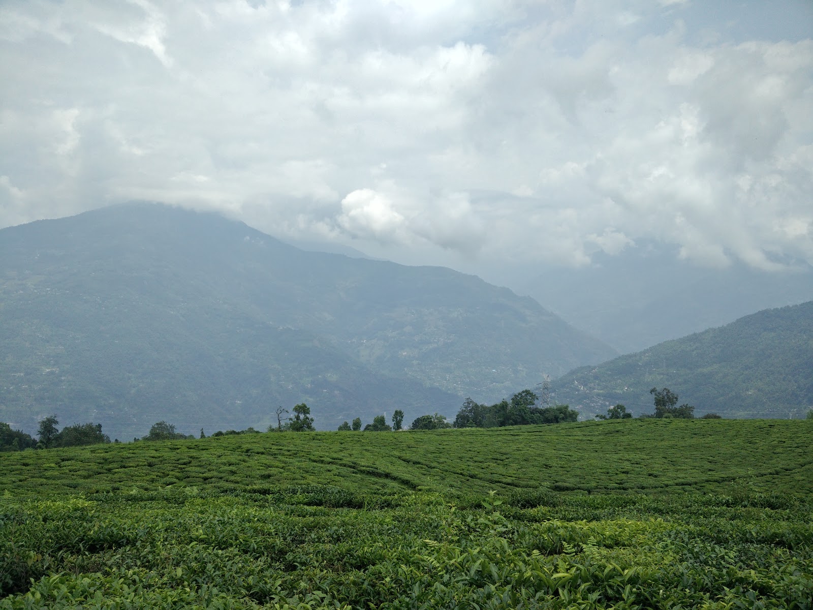 Temi Tea Garden