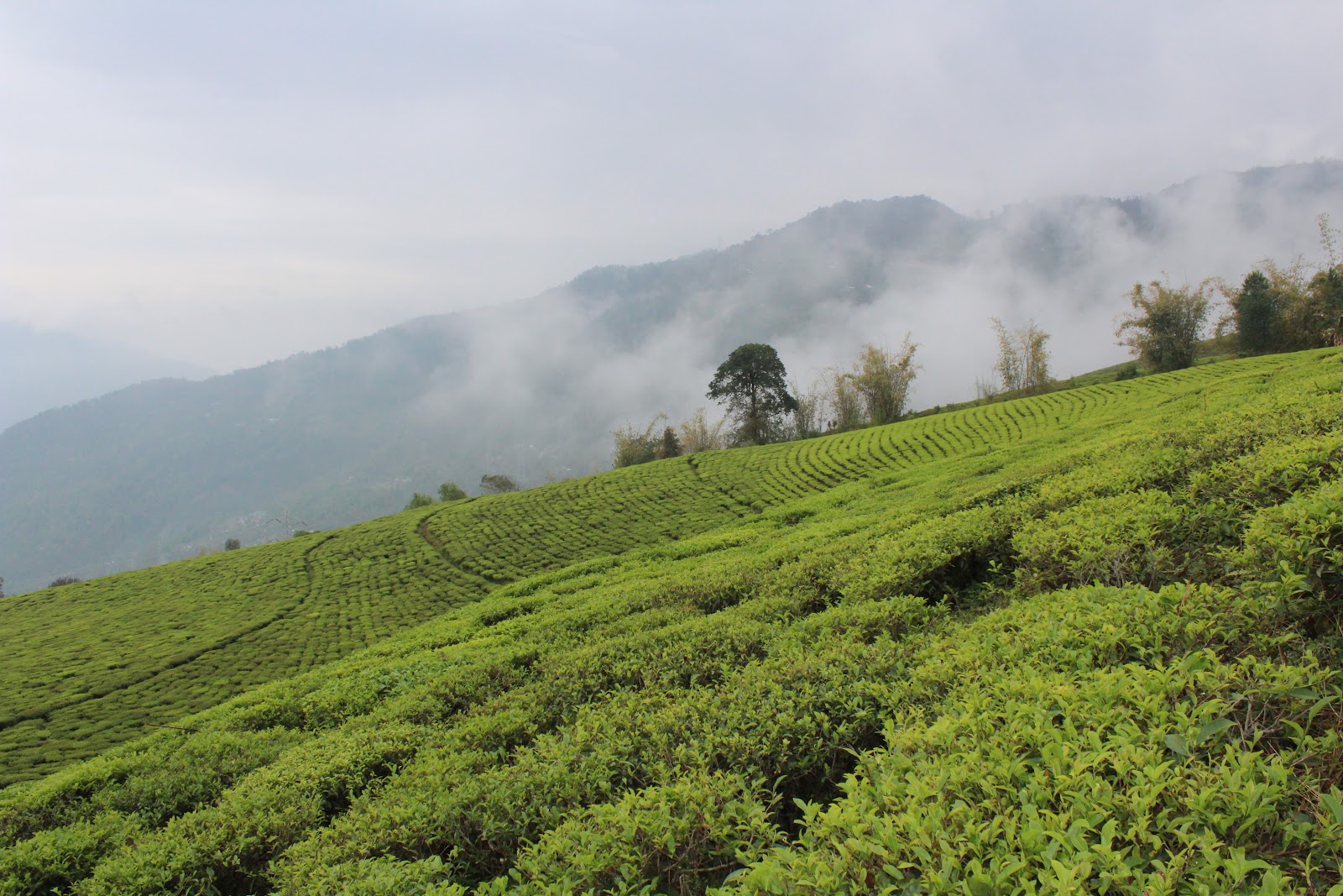 Temi Tea Garden