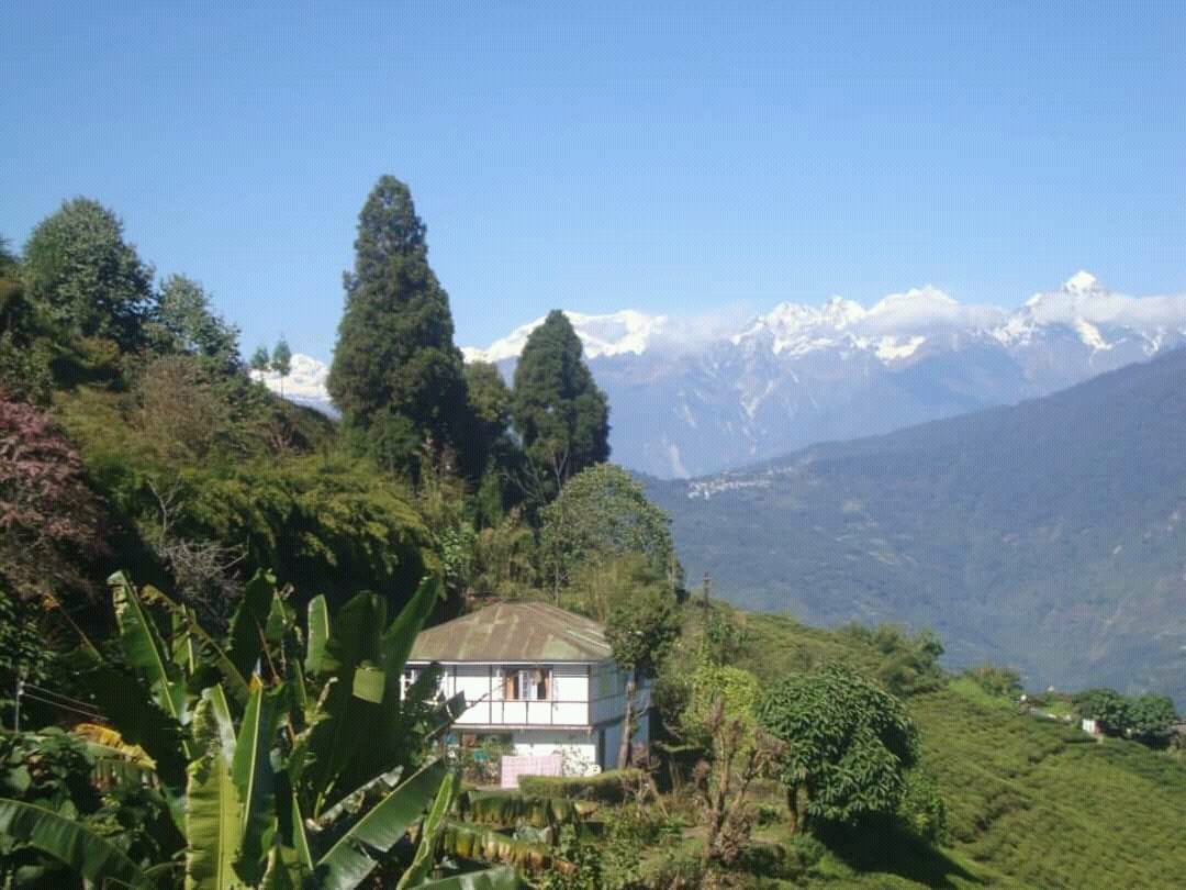 Temi Tea Garden