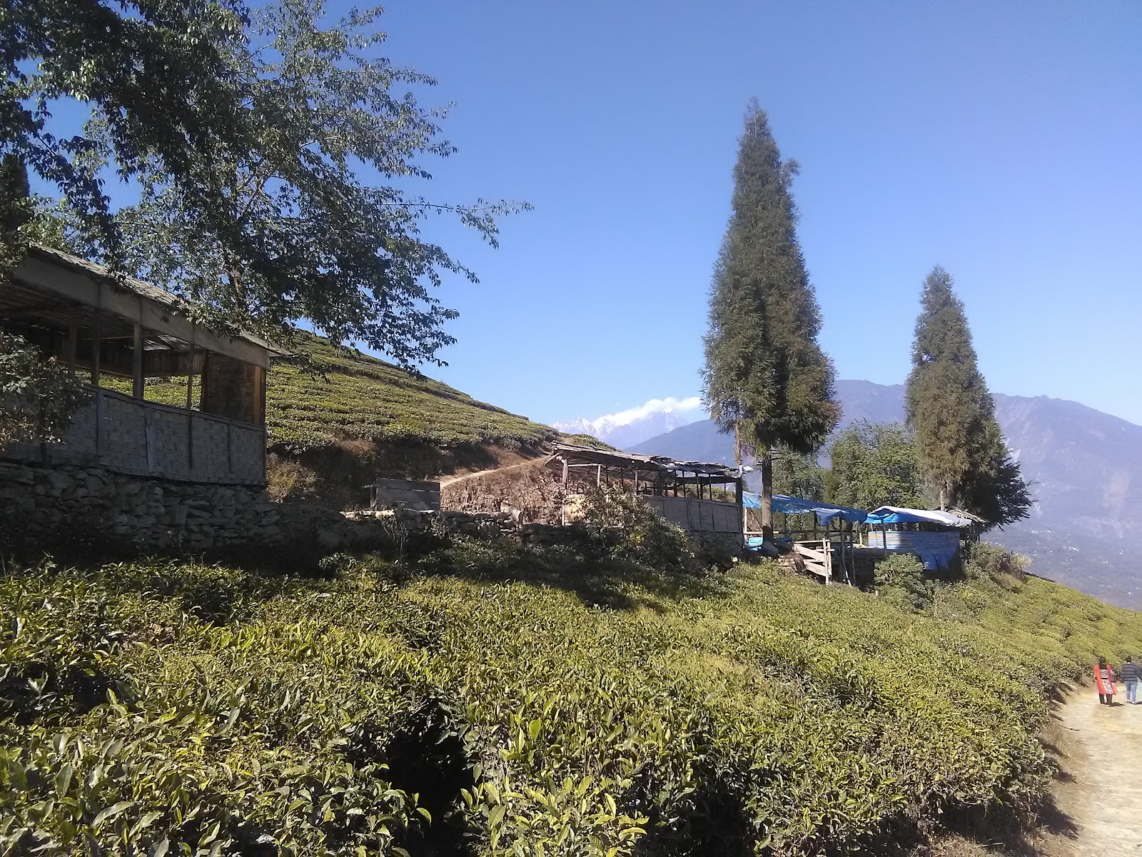 Temi Tea Garden