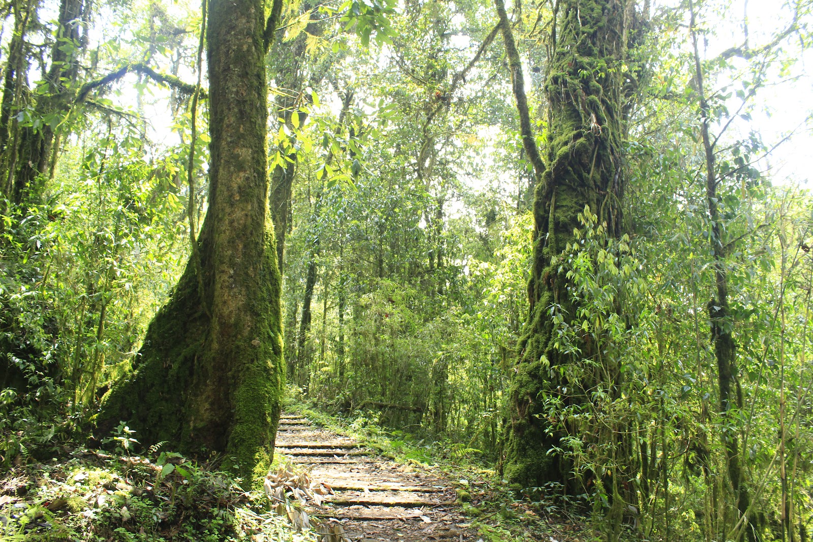 Tendong Hill