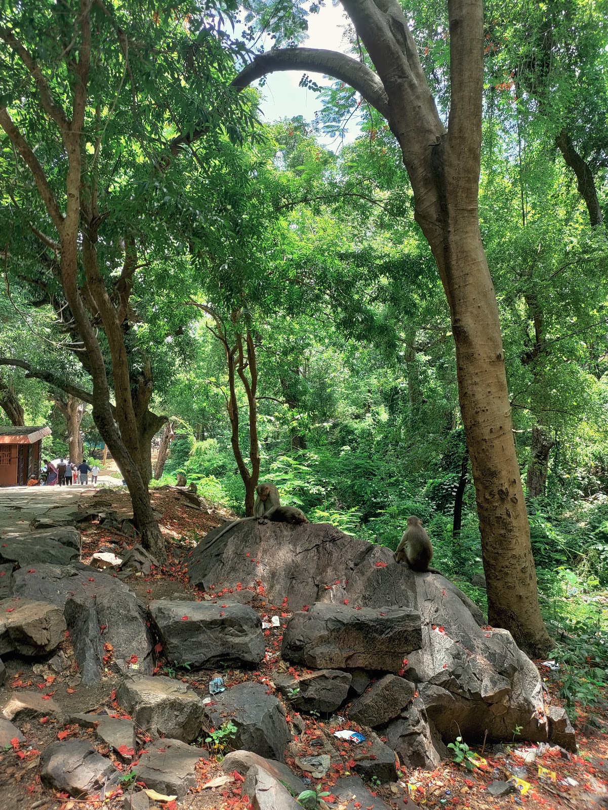 Veyilingala Kona Waterfall