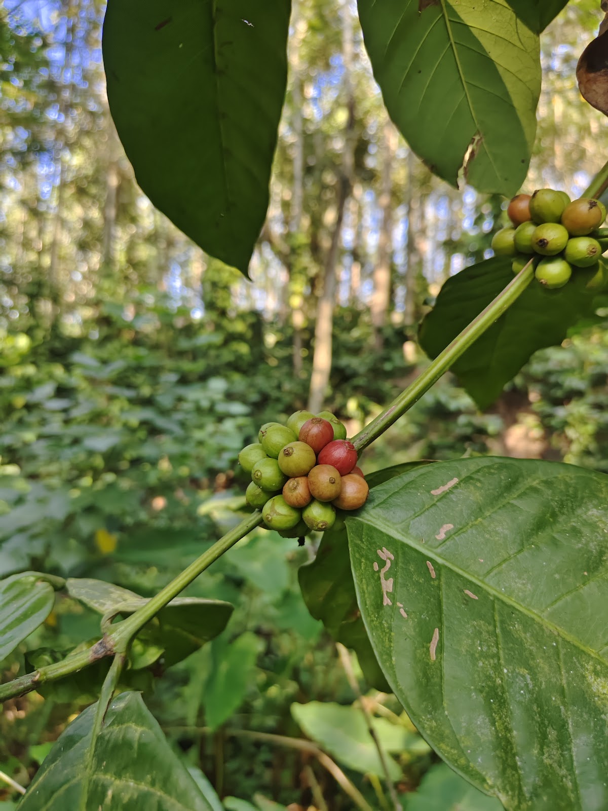 Coffee Plantations