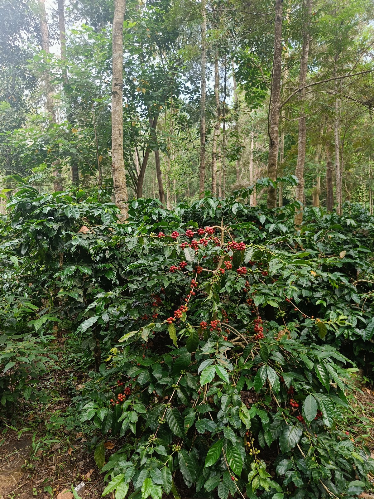 Coffee Plantations