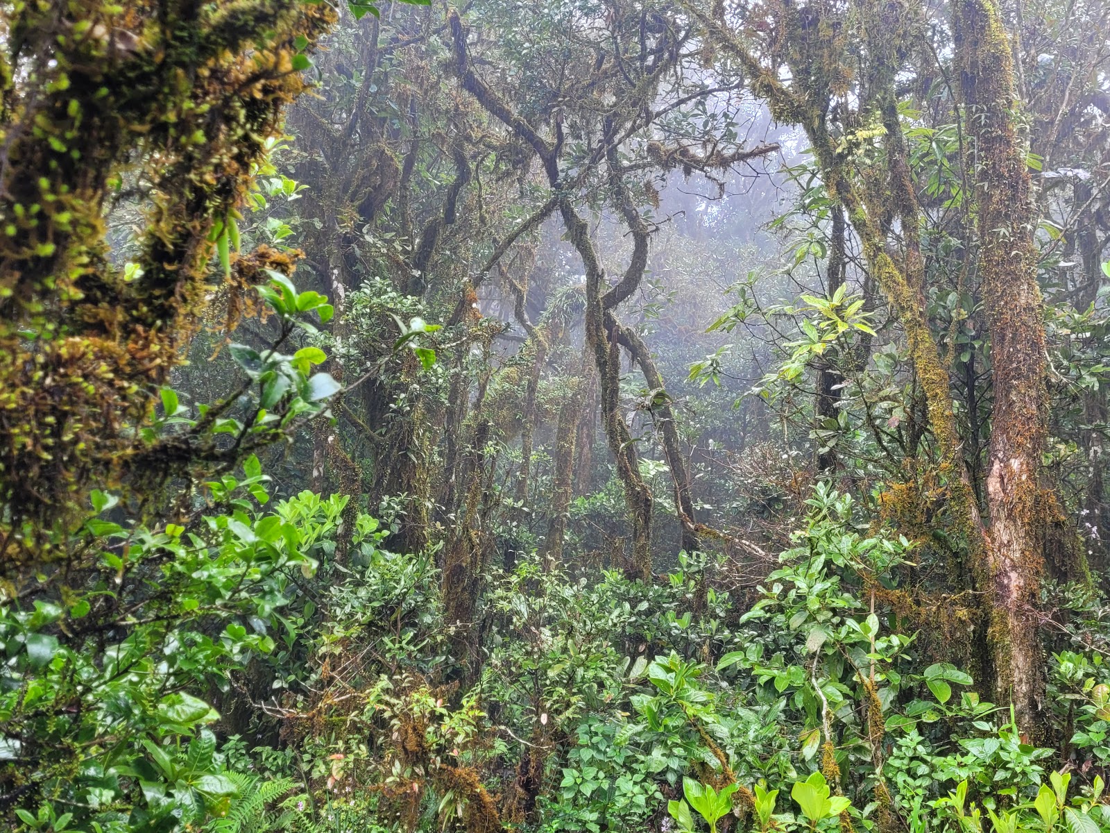 Kudremukh National Park