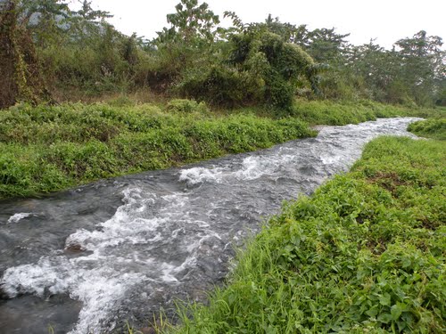 Sukhiapokhri Tea Estate Walk