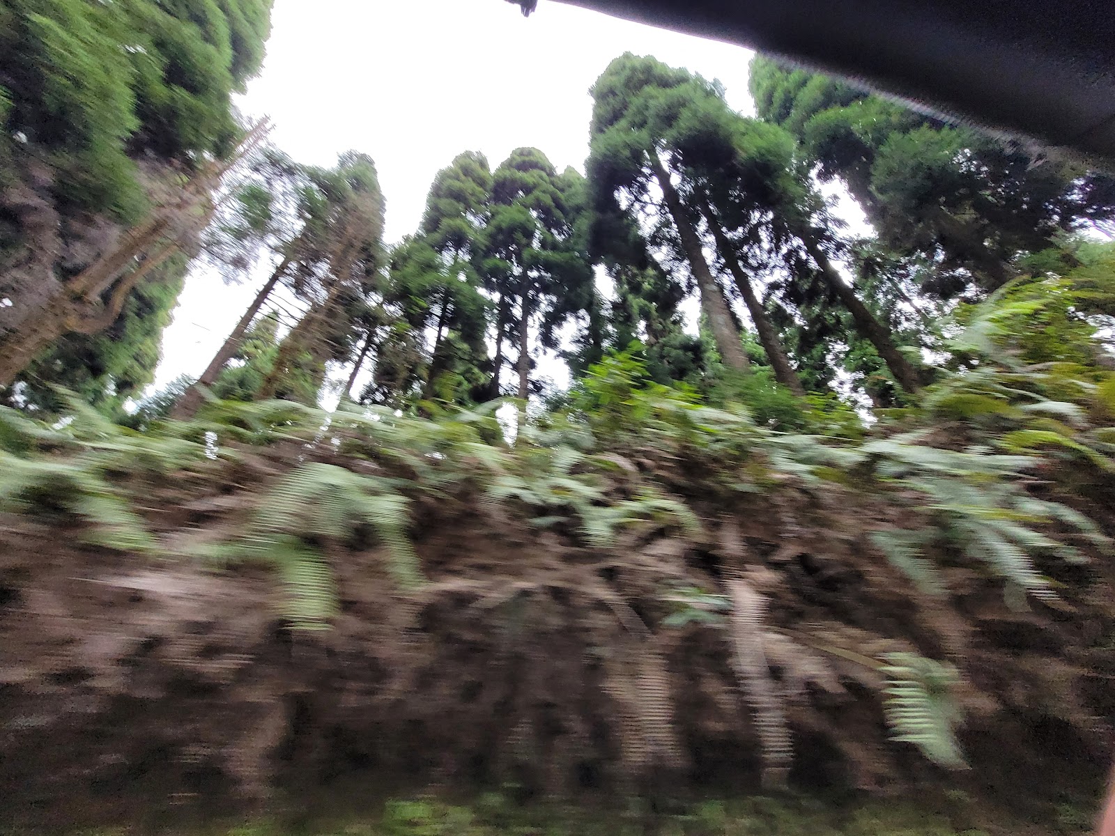 Sukhiapokhri Tea Estate Walk