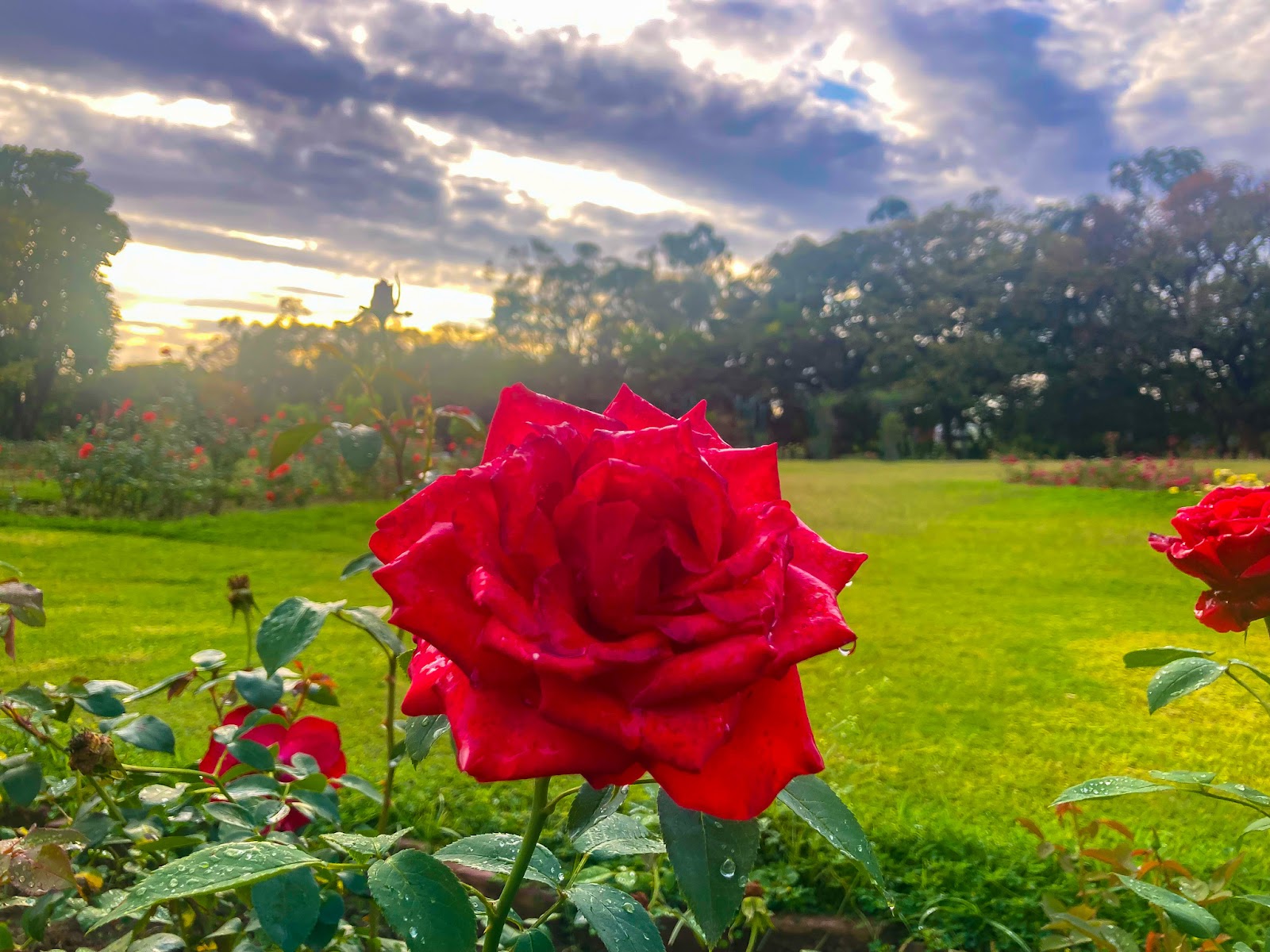Zakir Hussain Rose Garden