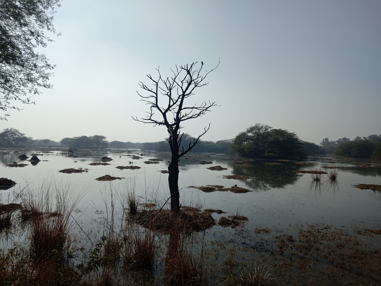 Sultanpur Bird Sanctuary
