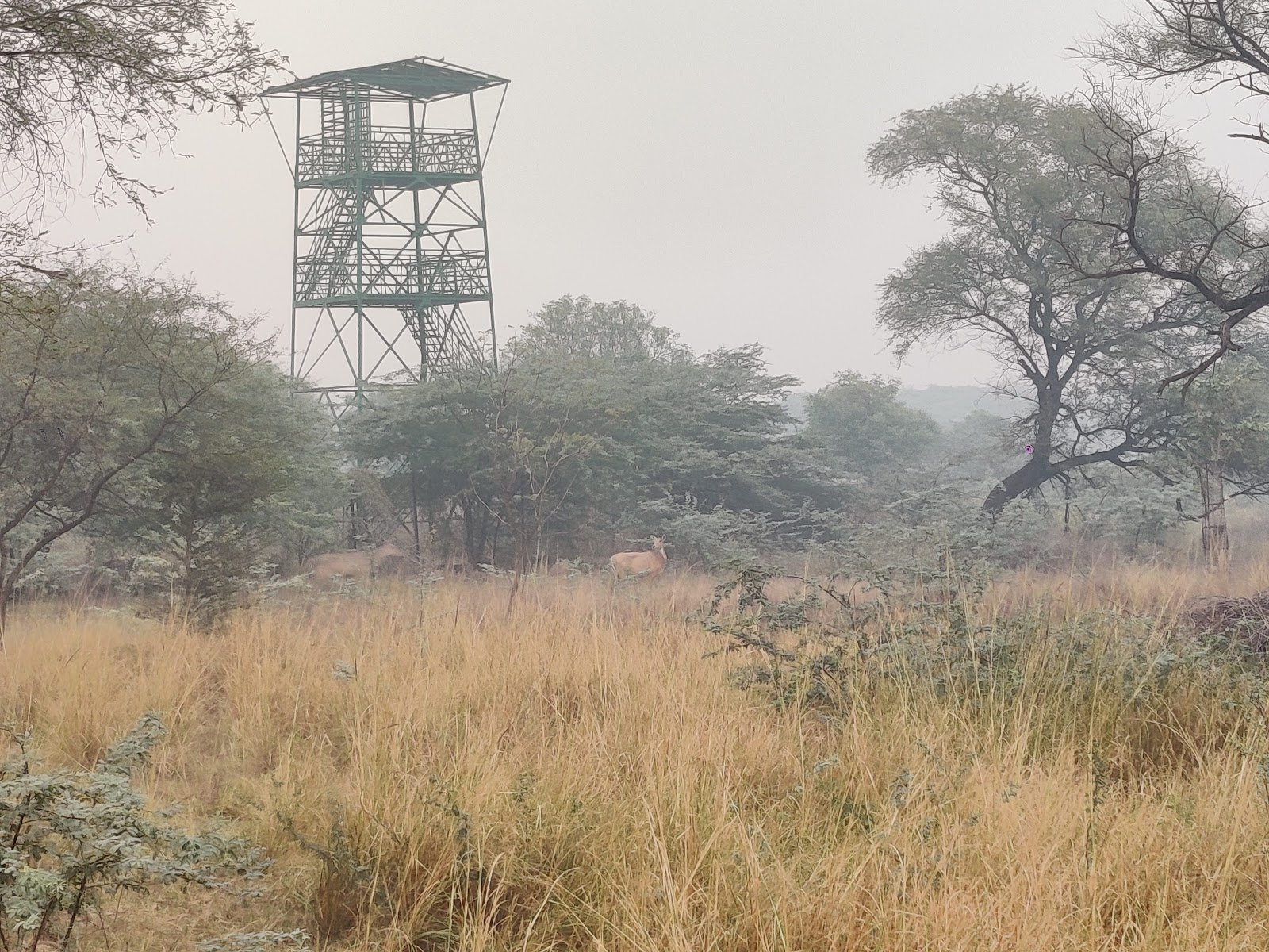 Sultanpur Bird Sanctuary