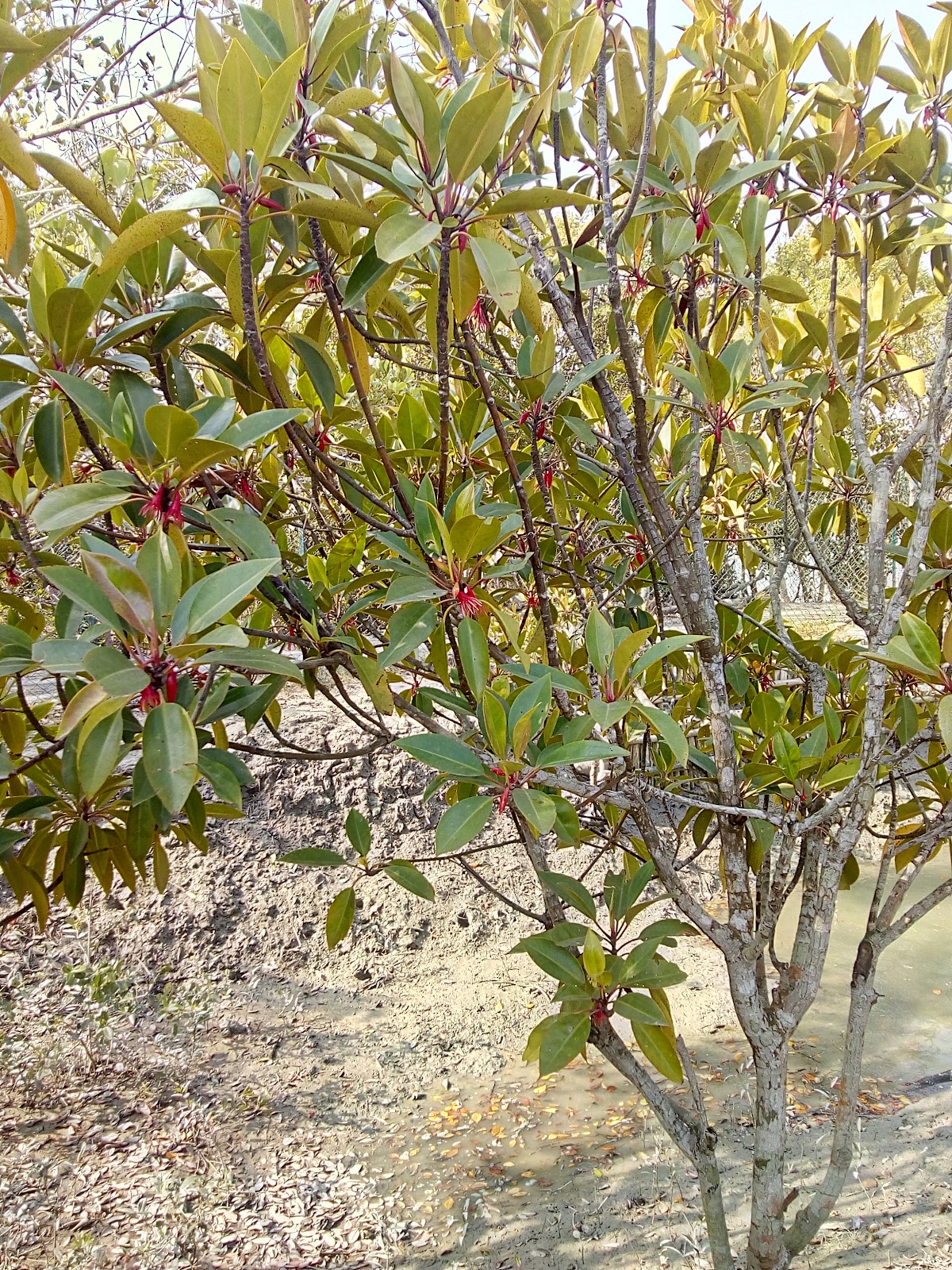 Netidhopani Watch Tower